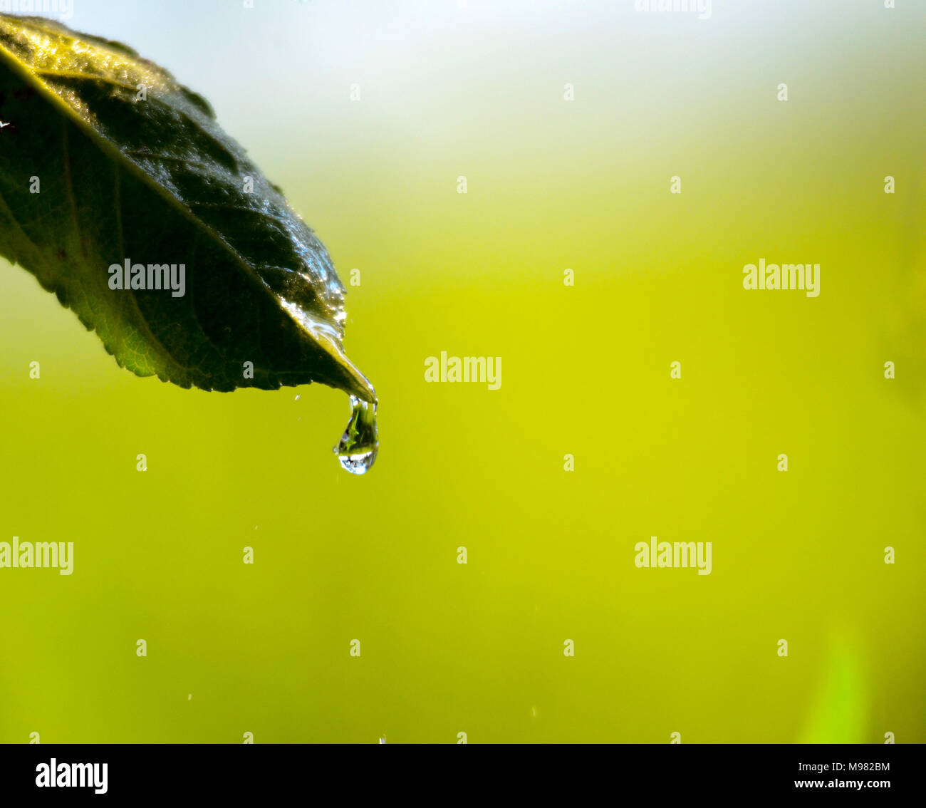 Picture of a waterdrops on a leaves in the morning Stock Photo - Alamy
