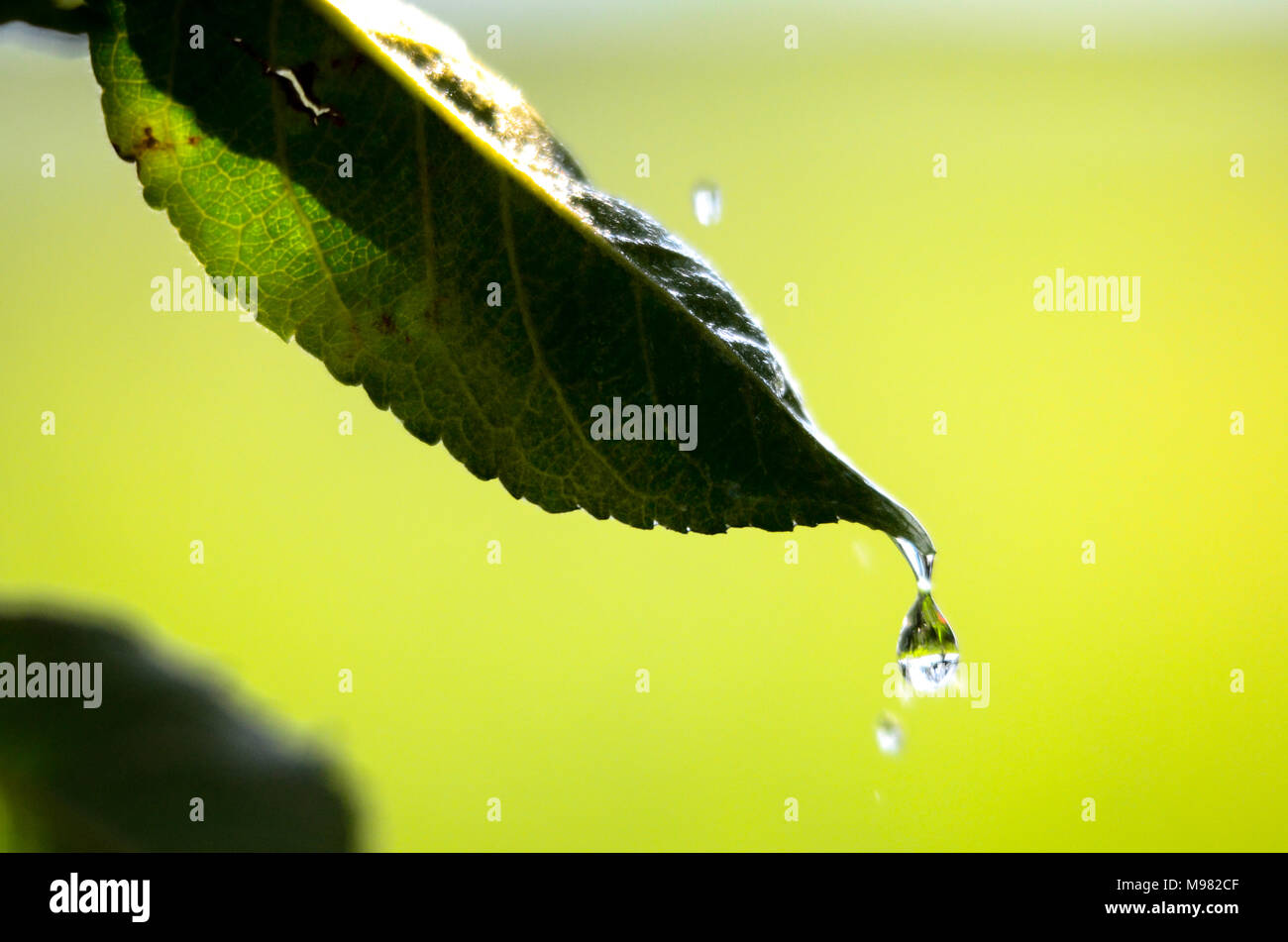 Picture of a waterdrops on a leaves in the morning Stock Photo - Alamy