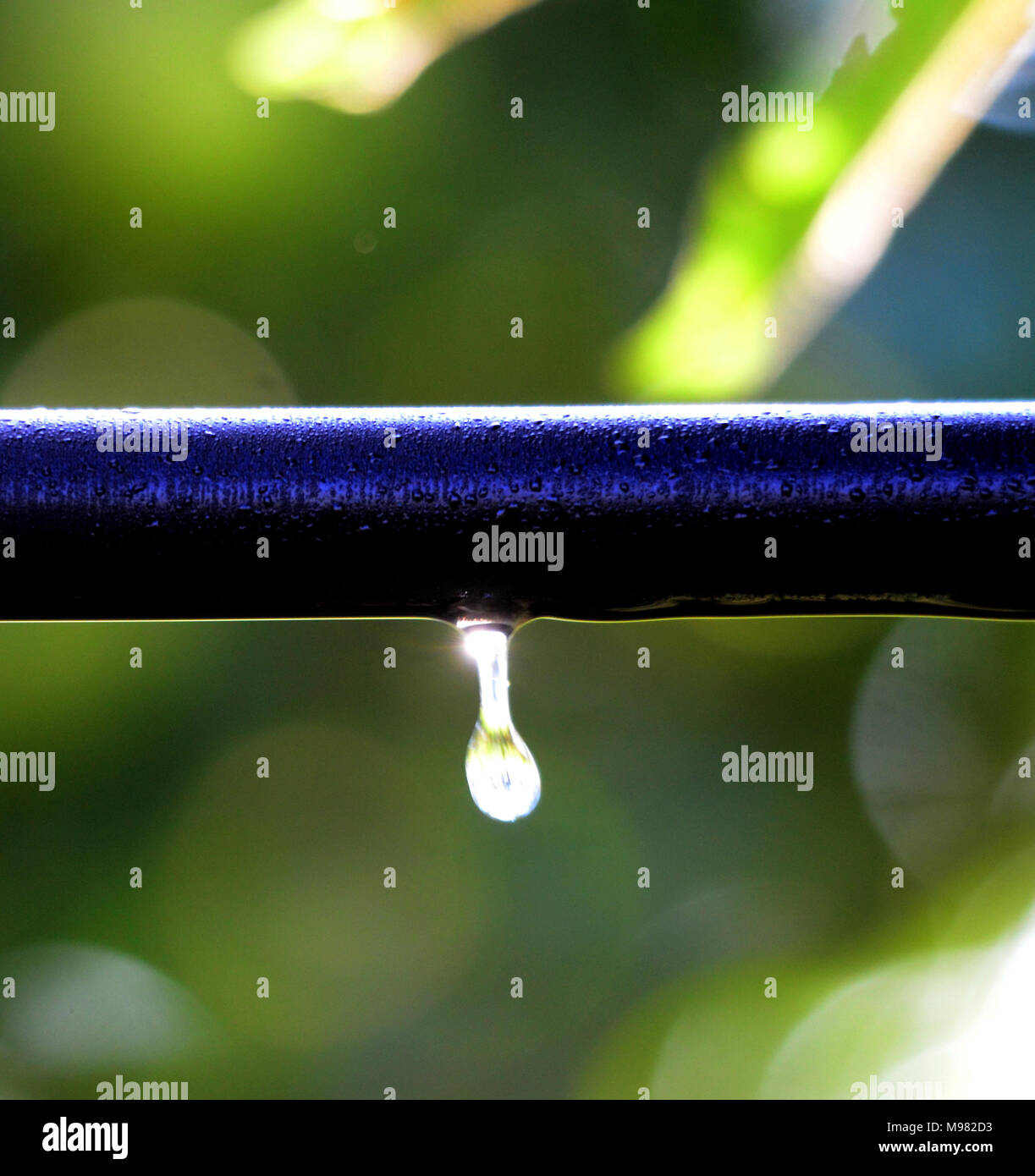 Picture of a waterdrops on a leaves in the morning Stock Photo - Alamy