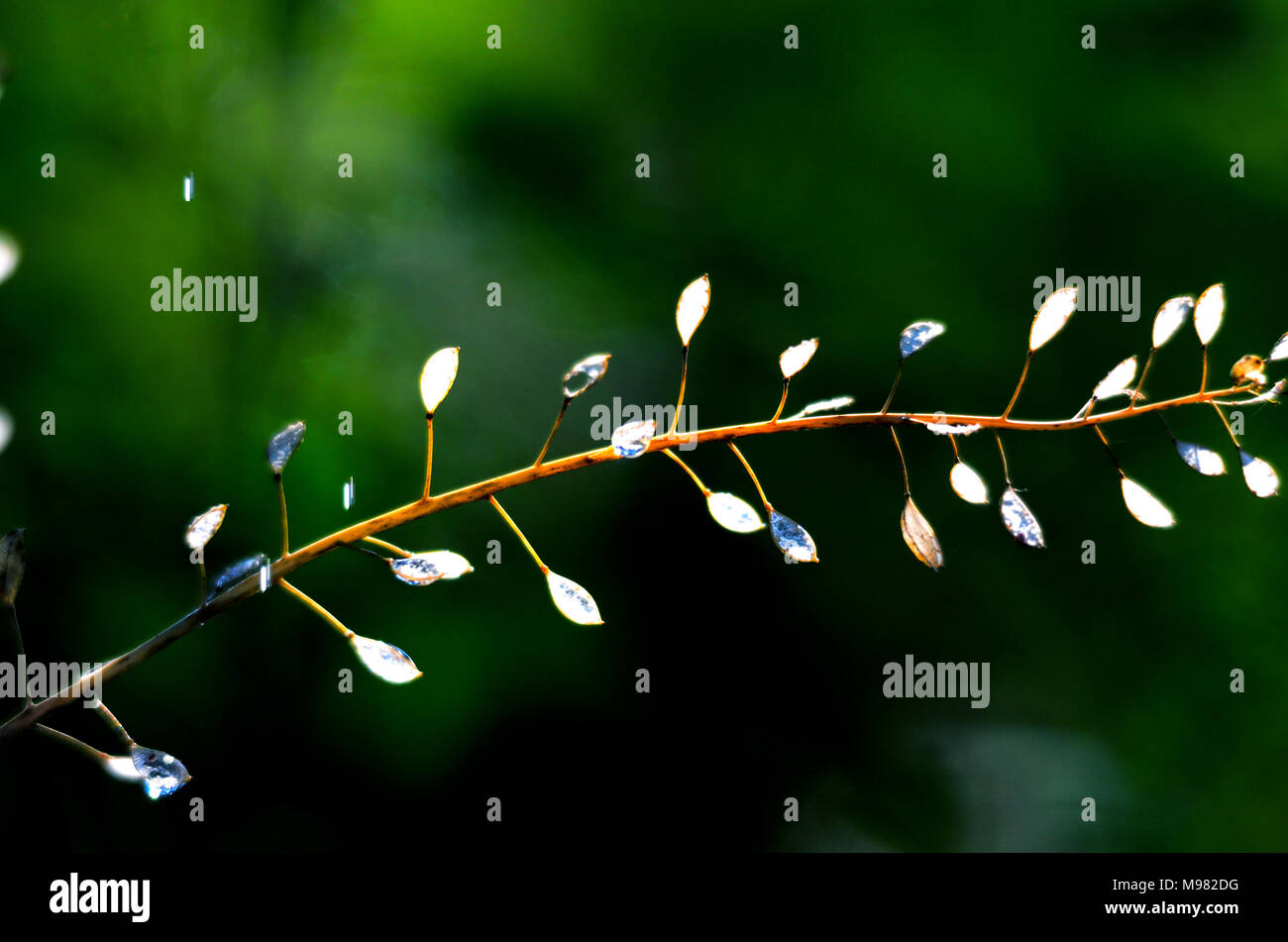 Picture of a waterdrops on a leaves in the morning Stock Photo - Alamy