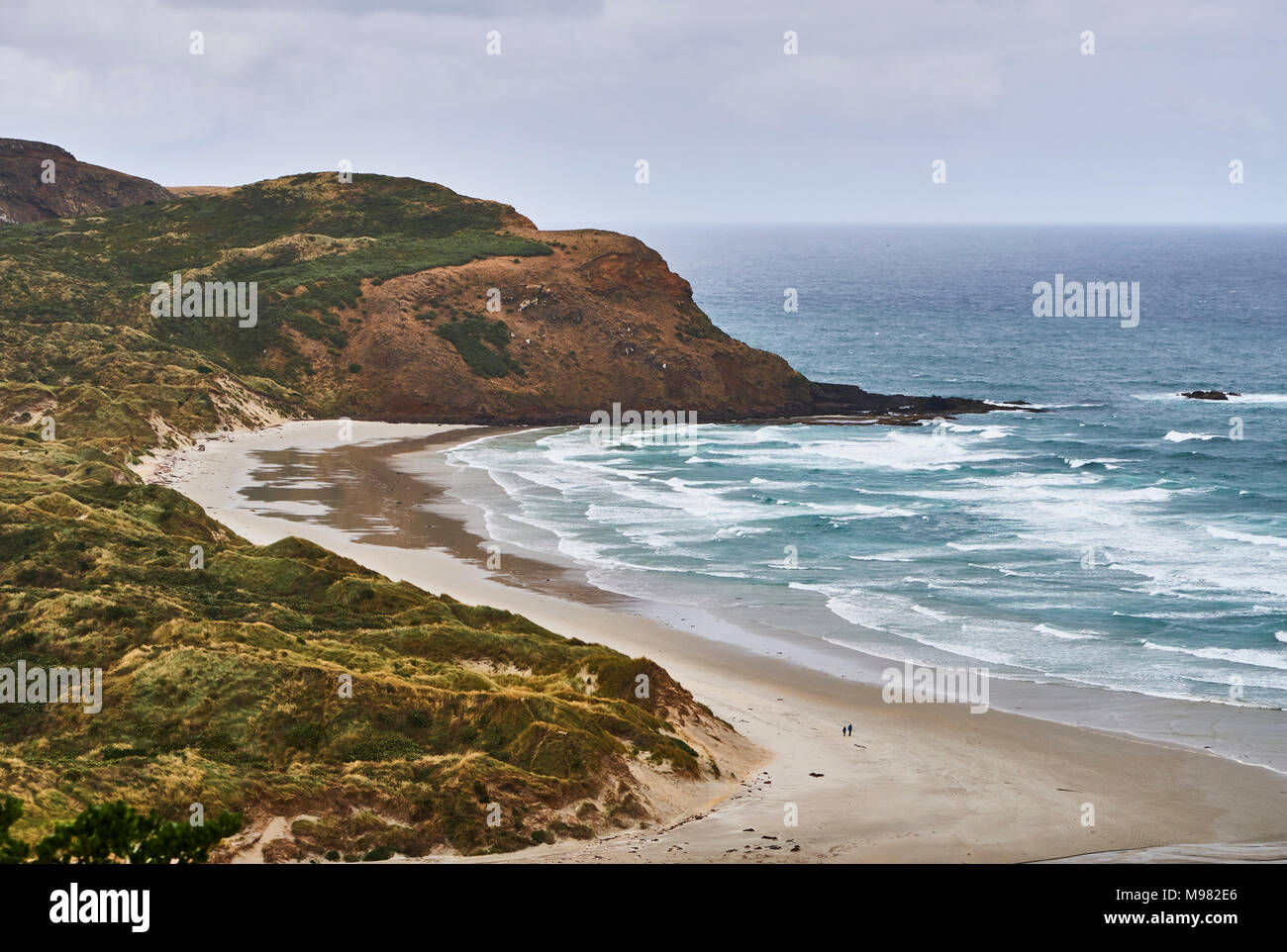 New Zealand, South Island, Dunedin, Otago Peninsula, Sandfly Bay Stock