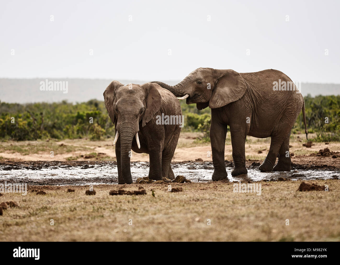 South Africa, Eastern, Cape, Addo Elephant National Park, african elephants, Loxodonta Africana Stock Photo