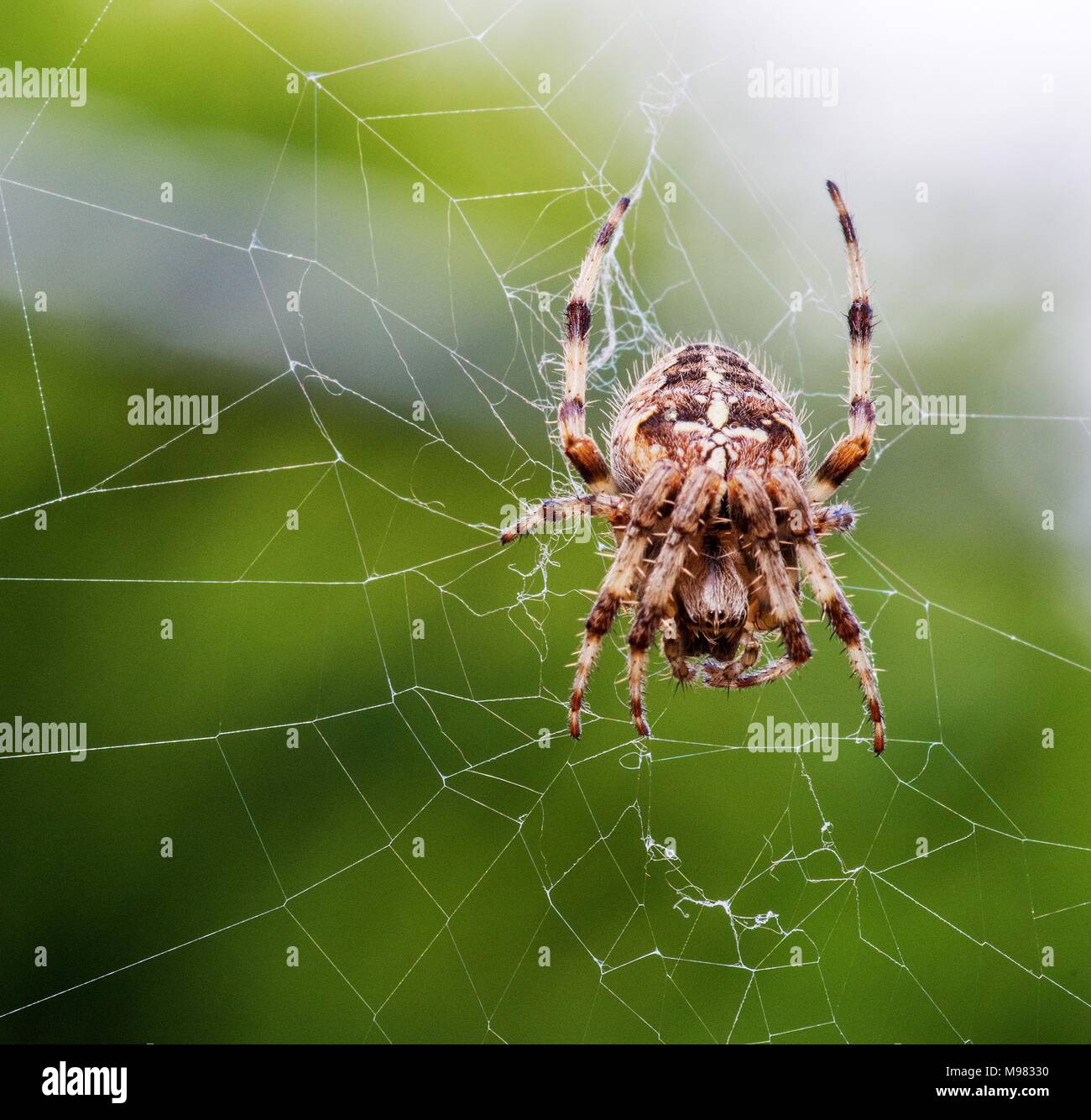 Garden spider (Araneus diadematus) on its web Stock Photo - Alamy
