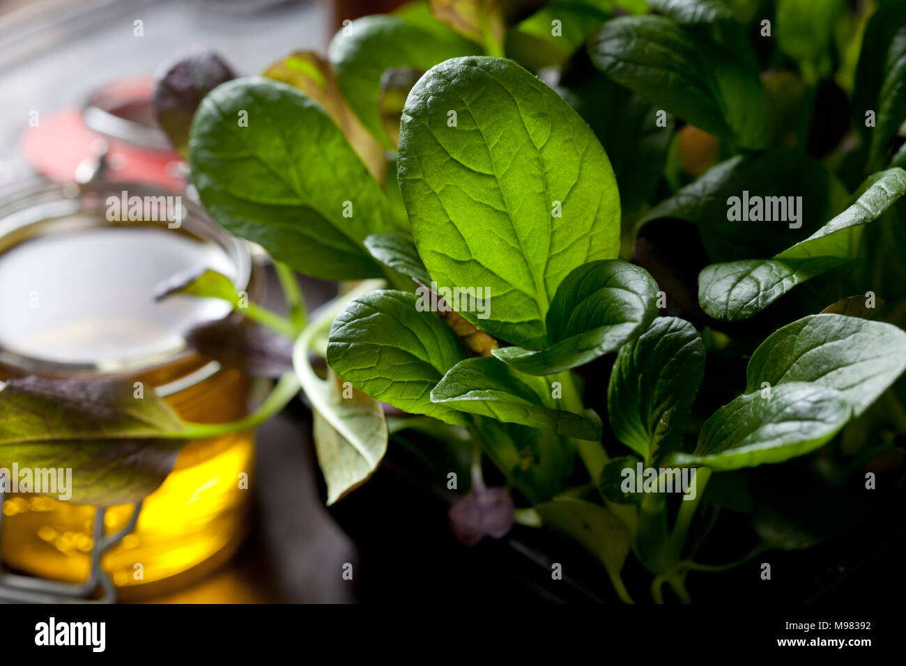 Japanese mustard spinach Stock Photo Alamy
