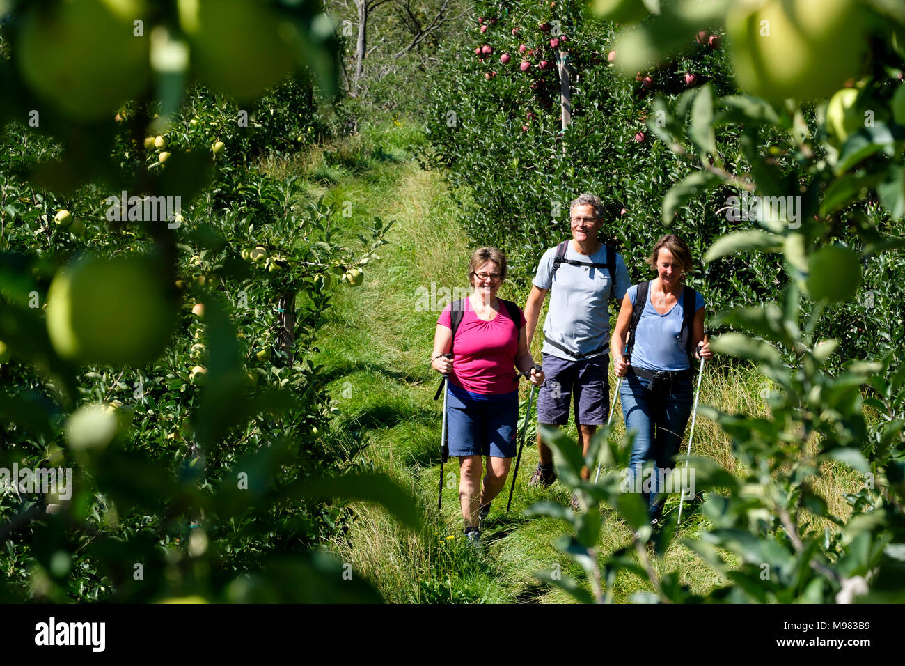 Apfelhaine am Sonnenberger Panoramaweg, Naturns, Vinschgau, Südtirol, Italien Stock Photo