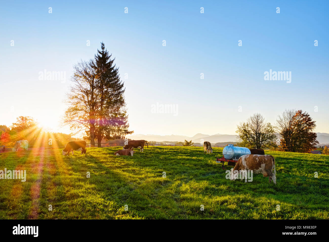 Sonnenaufgang, Kuhweide in Peretshofen bei Dietramszell, Oberbayern, Alpenvorland, Bayern, Deutschland Stock Photo
