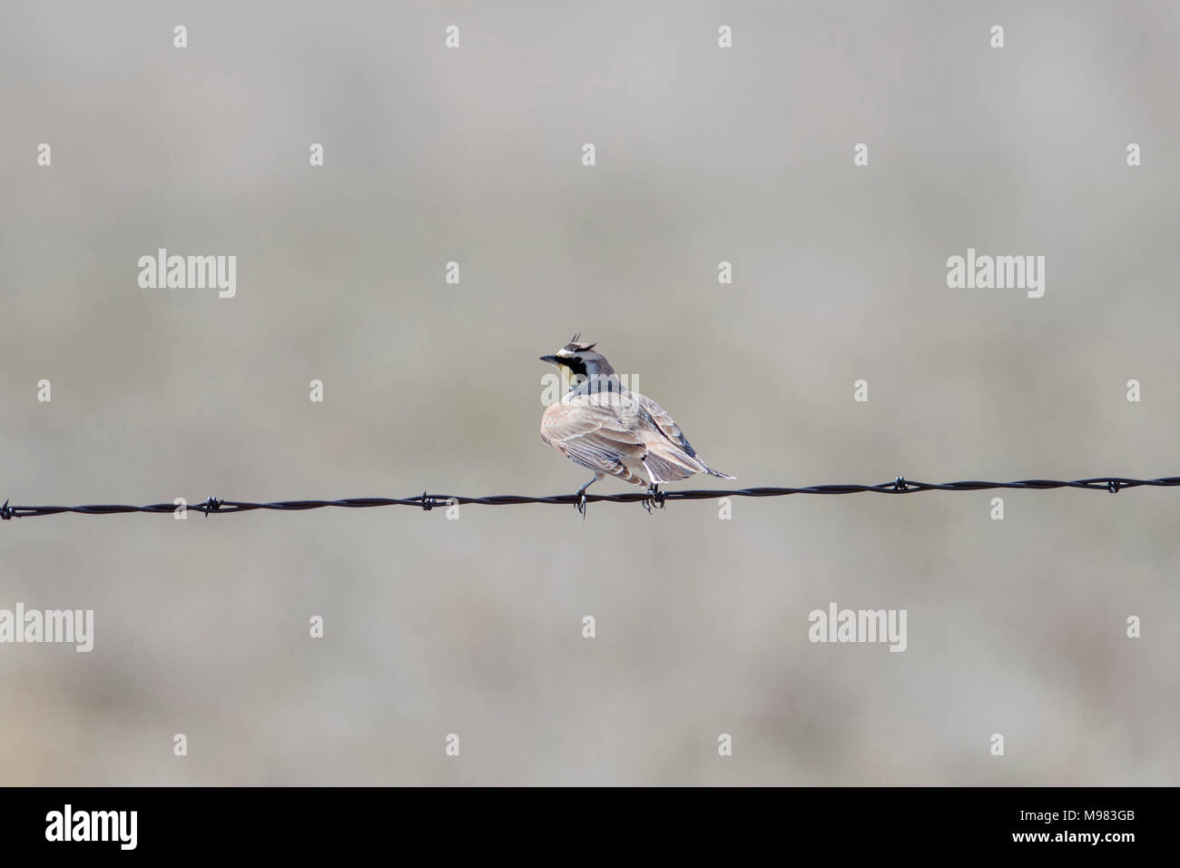 Wire Lark Horned Lark (Eremophila alpestris) on Barbed Wire Fence Stock Photo - Alamy