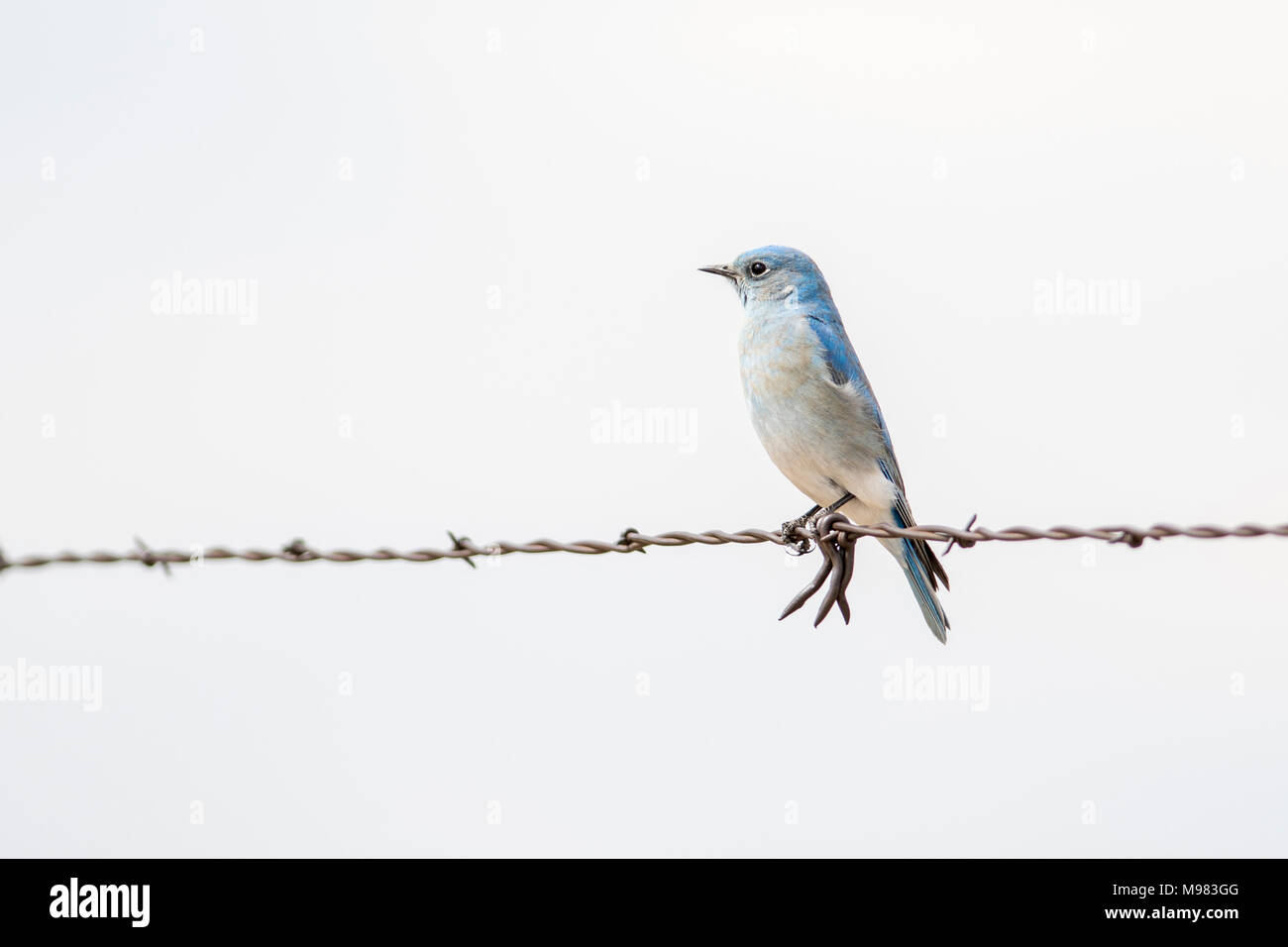 Mountain Bluebird (Sialia currucoides) on Barbed Wire Fence Stock Photo