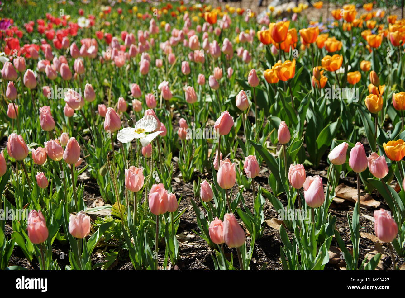Beautiful and colorful close up shot of Tulip blossom at Descanso Garden Stock Photo