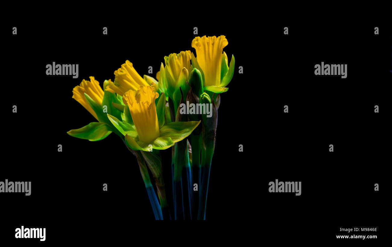 Yellow Daffodils flowers on a black background Stock Photo