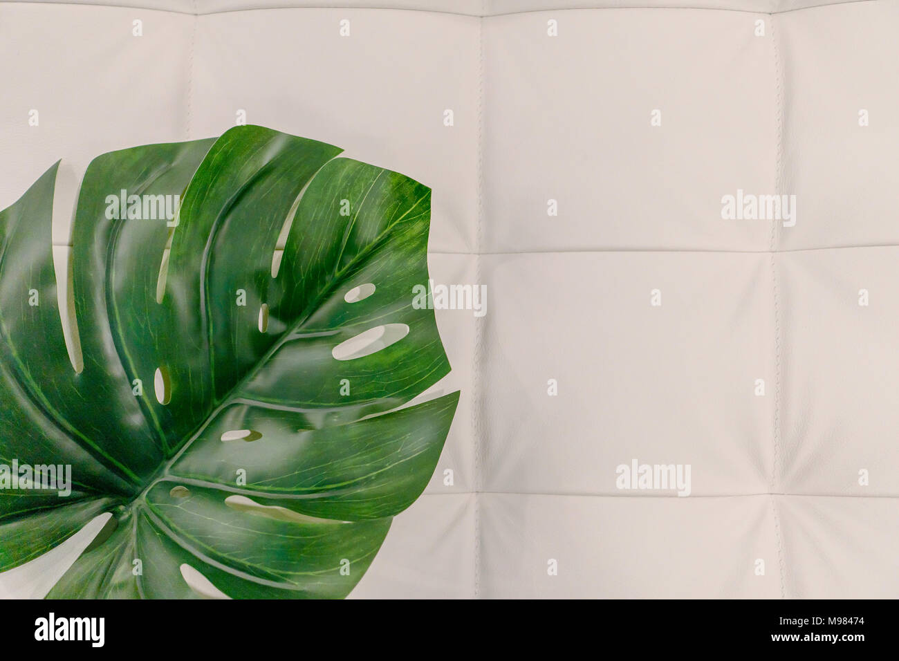 A large green leaf of Monstera deliciosa lies on a leather soft chair Stock Photo