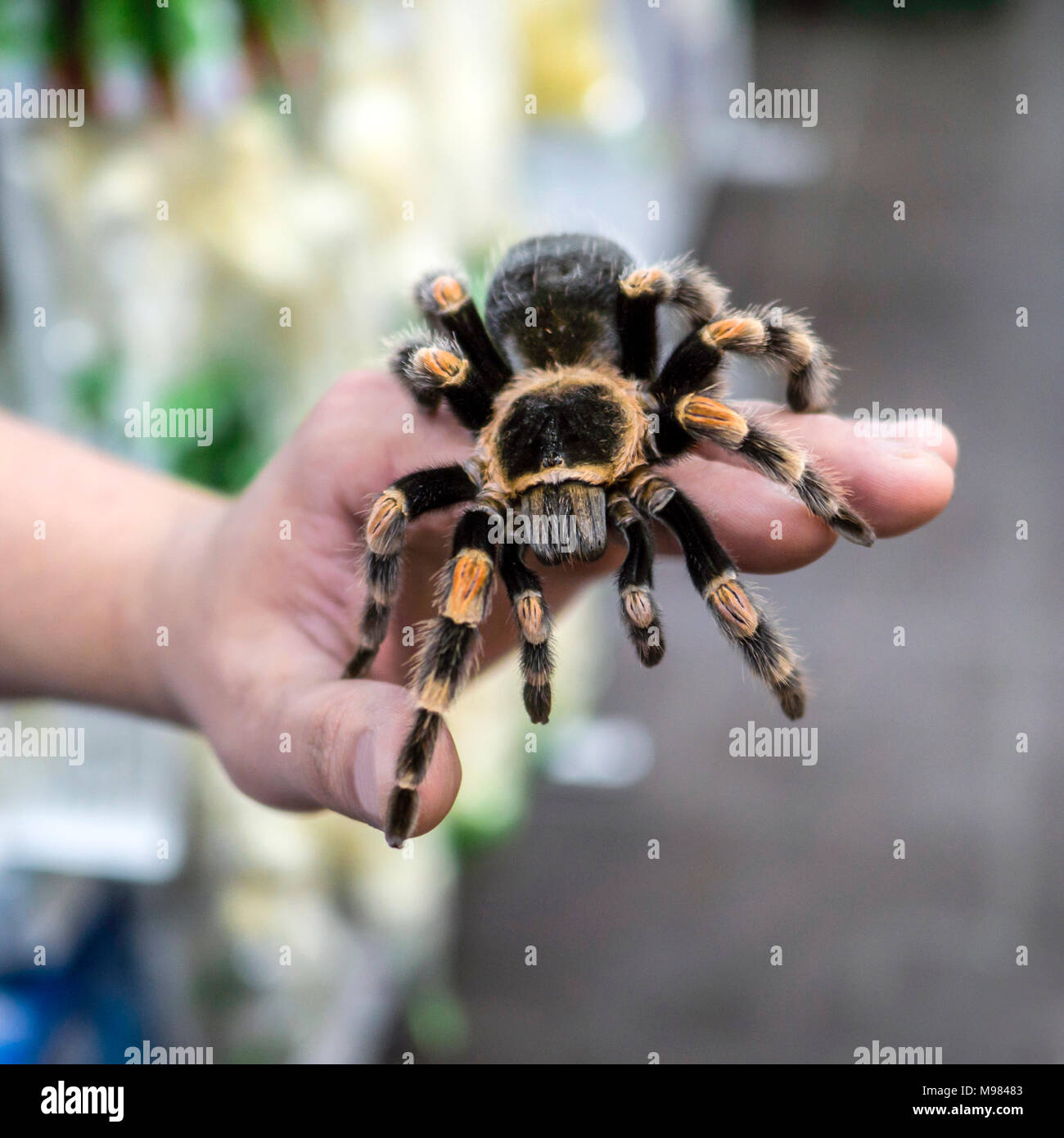 big spider tarantula sits crawling on the man's arm Stock Photo