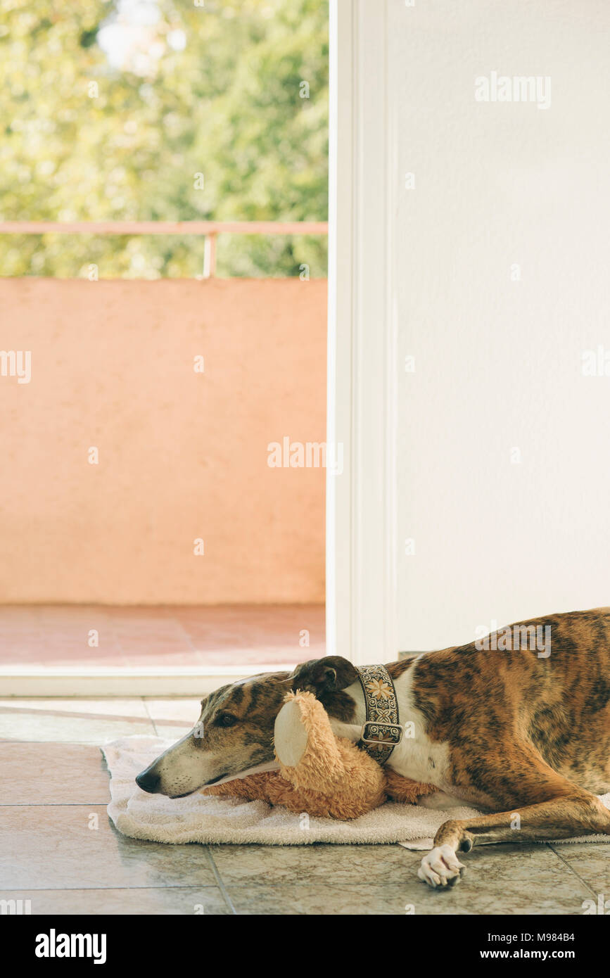 Greyhound lying on towel in front of open balcony door Stock Photo