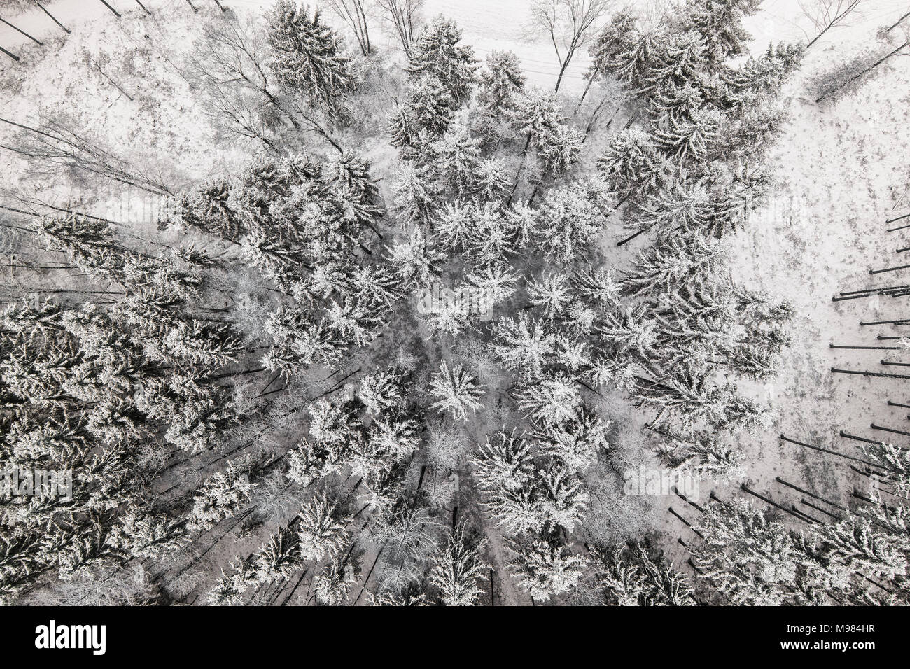 Germany, Bavaria, Conifers in winter from above Stock Photo