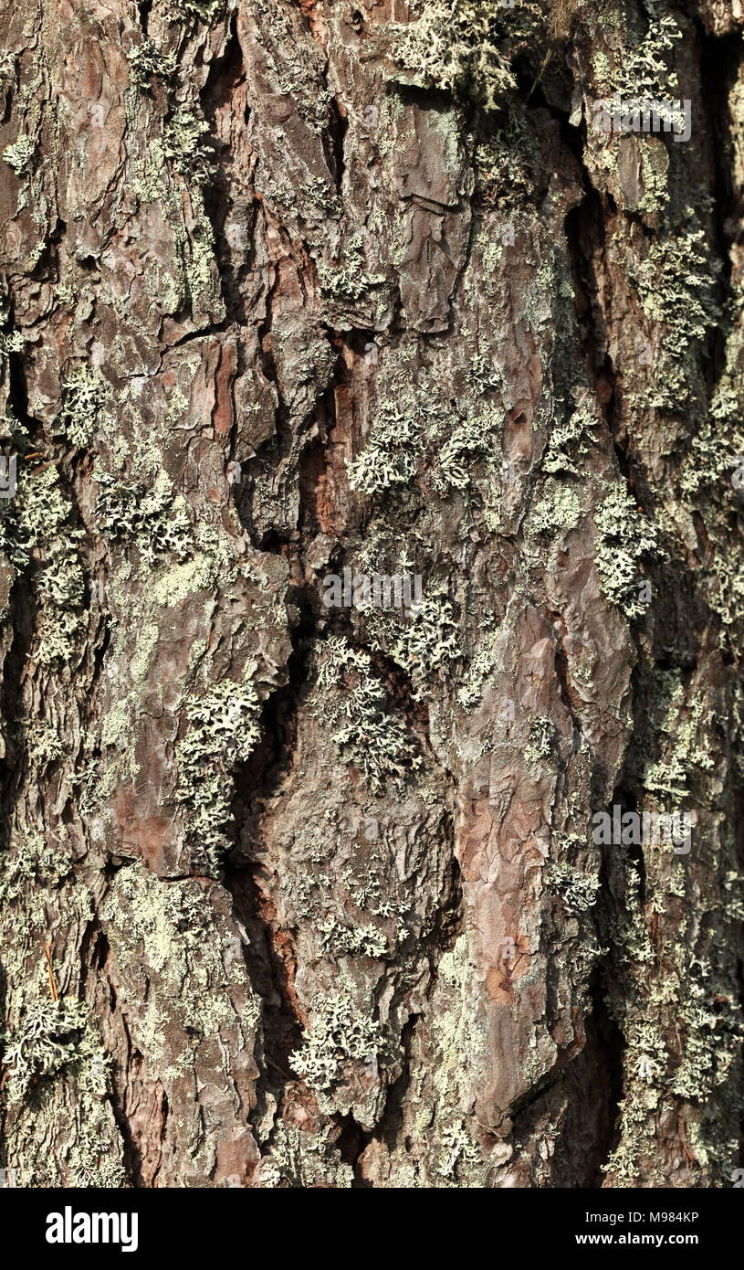 The old pine tree bark background Stock Photo - Alamy