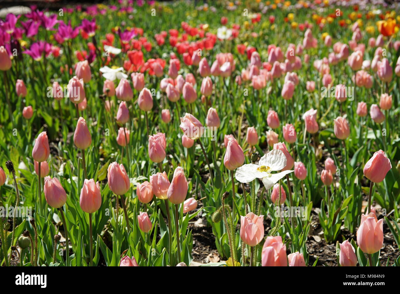 Beautiful and colorful close up shot of Tulip blossom at Descanso Garden Stock Photo