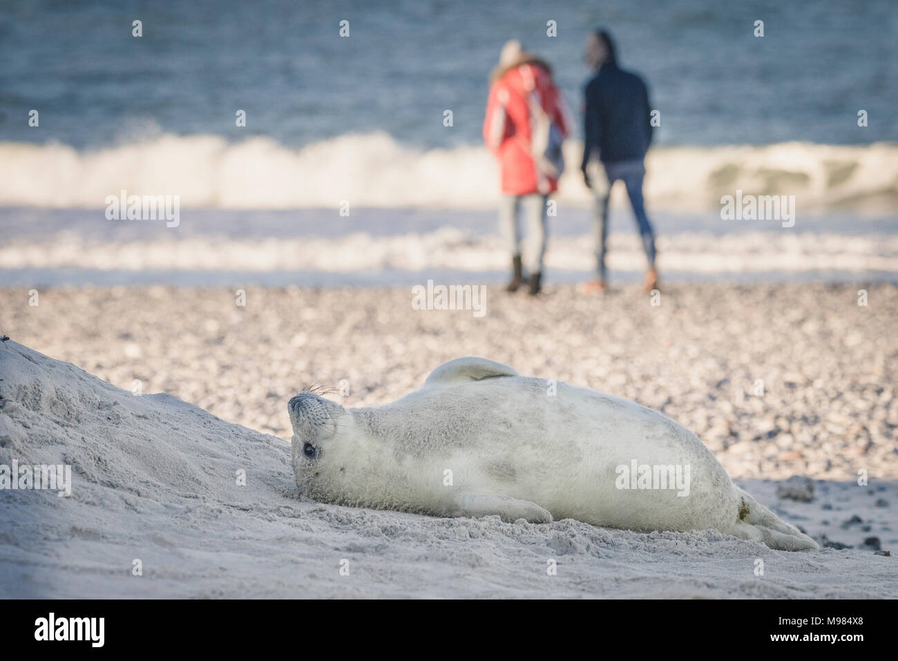 Germany, Helgoland, grey seal pup lying on the beach Stock Photo