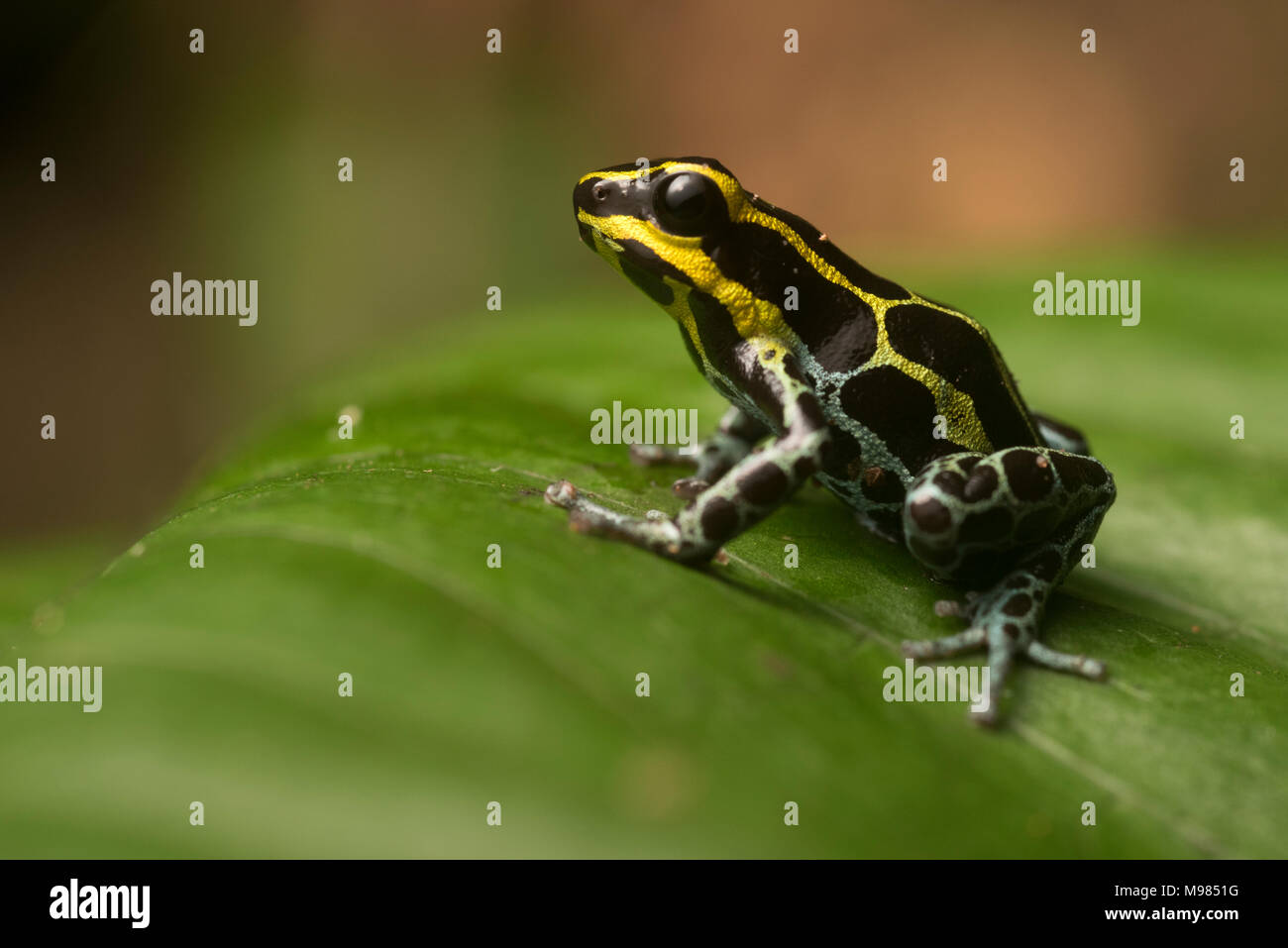 Splash back poison frog (Ranitomeya variabilis) a gorgeous species of Poison frog from the wet rainforests of Peru, Ecuador, & Colombia. Stock Photo