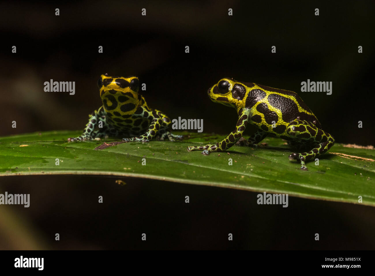 Ranitomeya imitator is the only frog known to be genetically monogamous. It is also a mullerian mimic of R. variabilis, a sympatric poison frog specie. Stock Photo