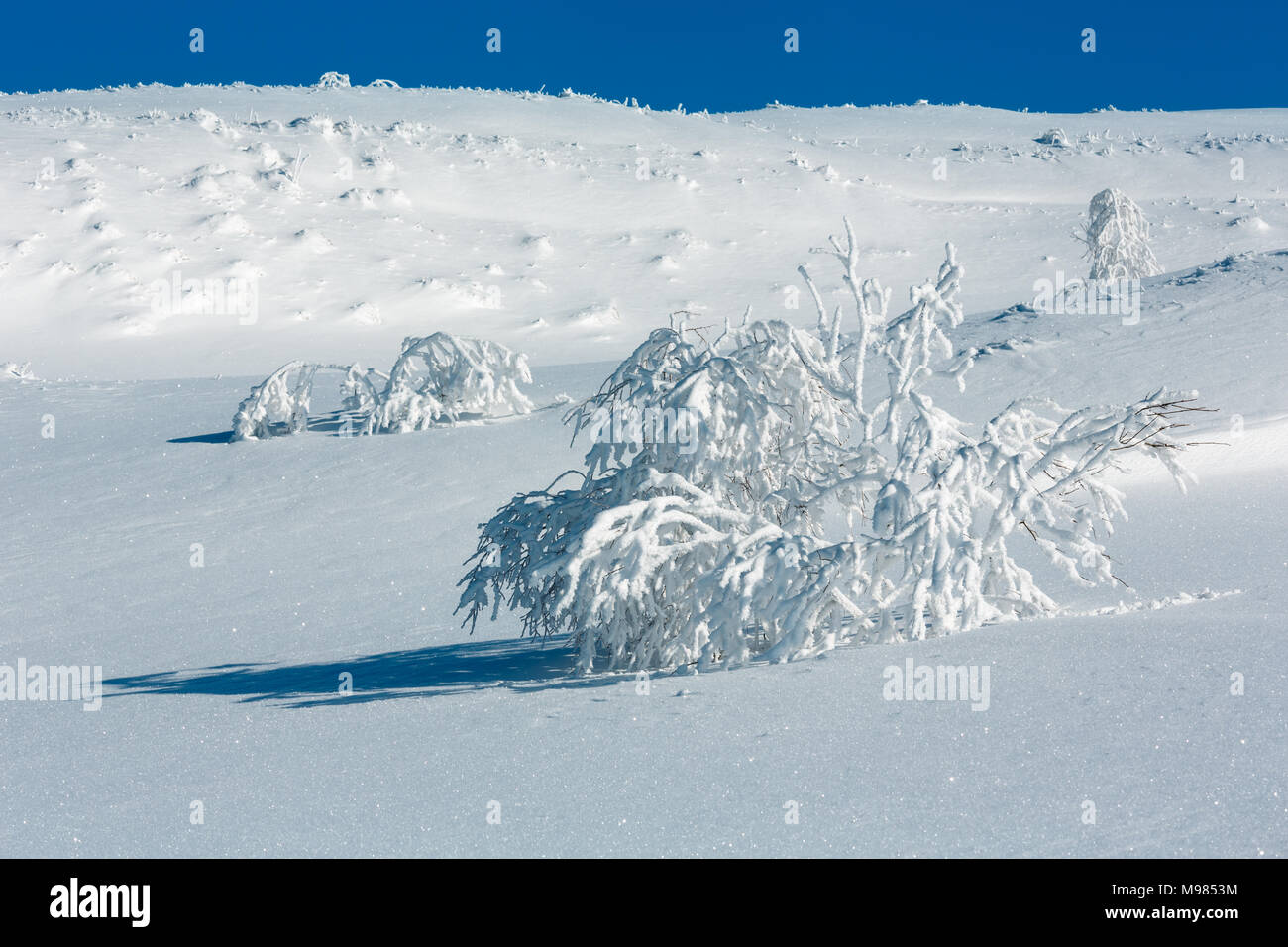 Winter calm mountain landscape with beautiful frosting trees and snowdrifts on slope (Carpathian Mountains, Ukraine) Stock Photo