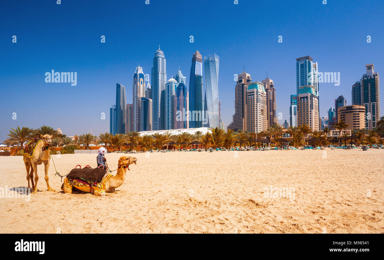The camels on Jumeirah beach and skyscrapers in the backround  ,Dubai, United Arab Emirates Stock Photo