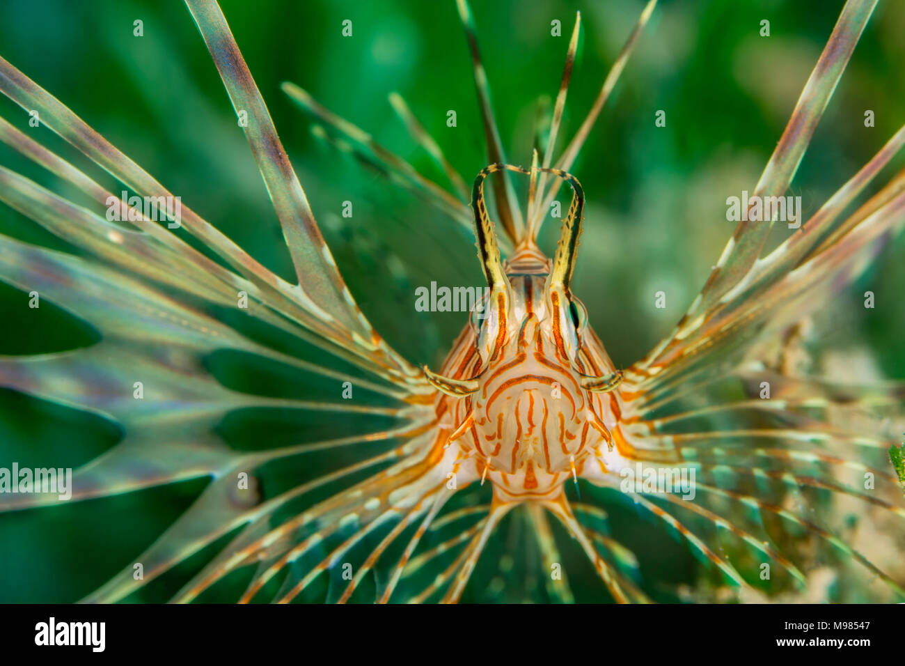 Egypt, Red Sea, Hurghada, Indian lionfish Stock Photo