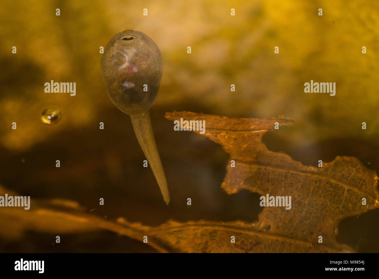 A Ranitomeya variabilis tadpole in a small pool of water in the jungle of Peru. Stock Photo