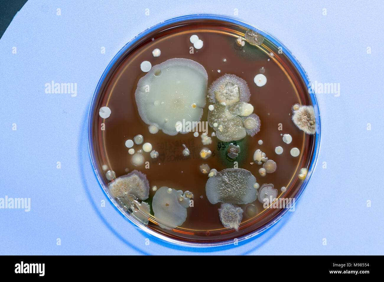 A petri dish with colonies of microorganisms for bacteriological analysis in a microbiological laboratory Stock Photo