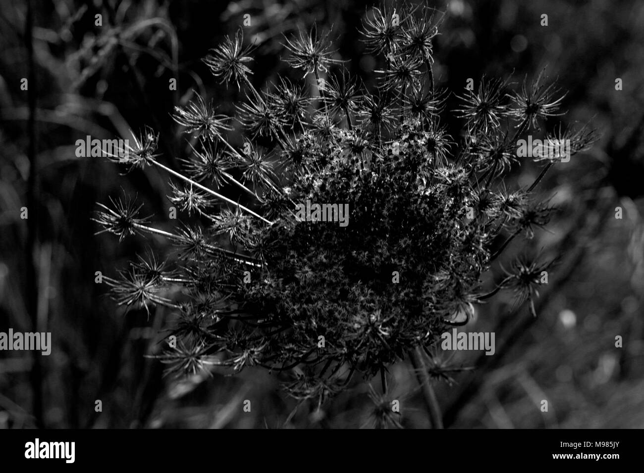 Wild flower seeds in black and white Stock Photo - Alamy