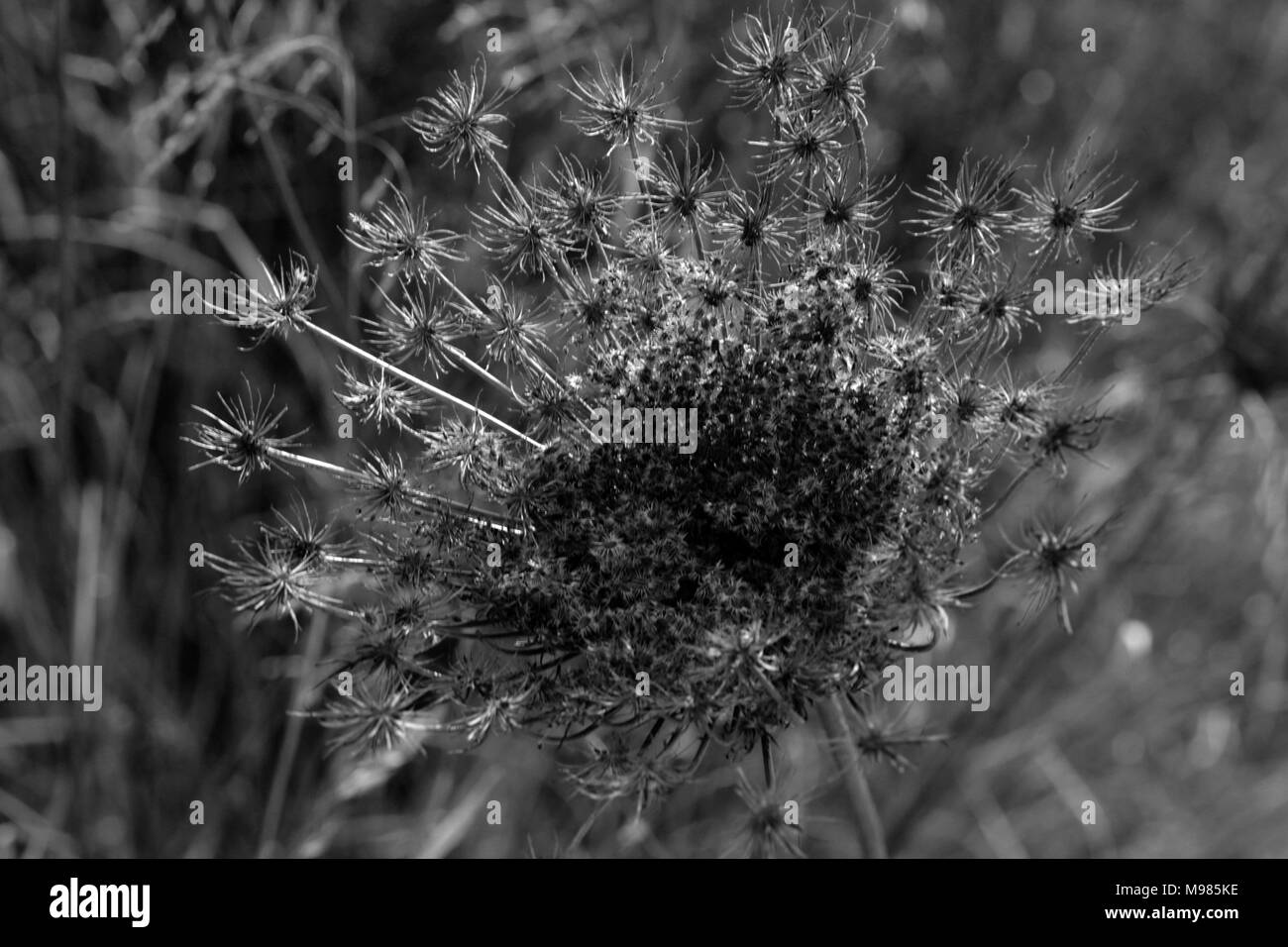 Seed growing detail Black and White Stock Photos & Images - Alamy