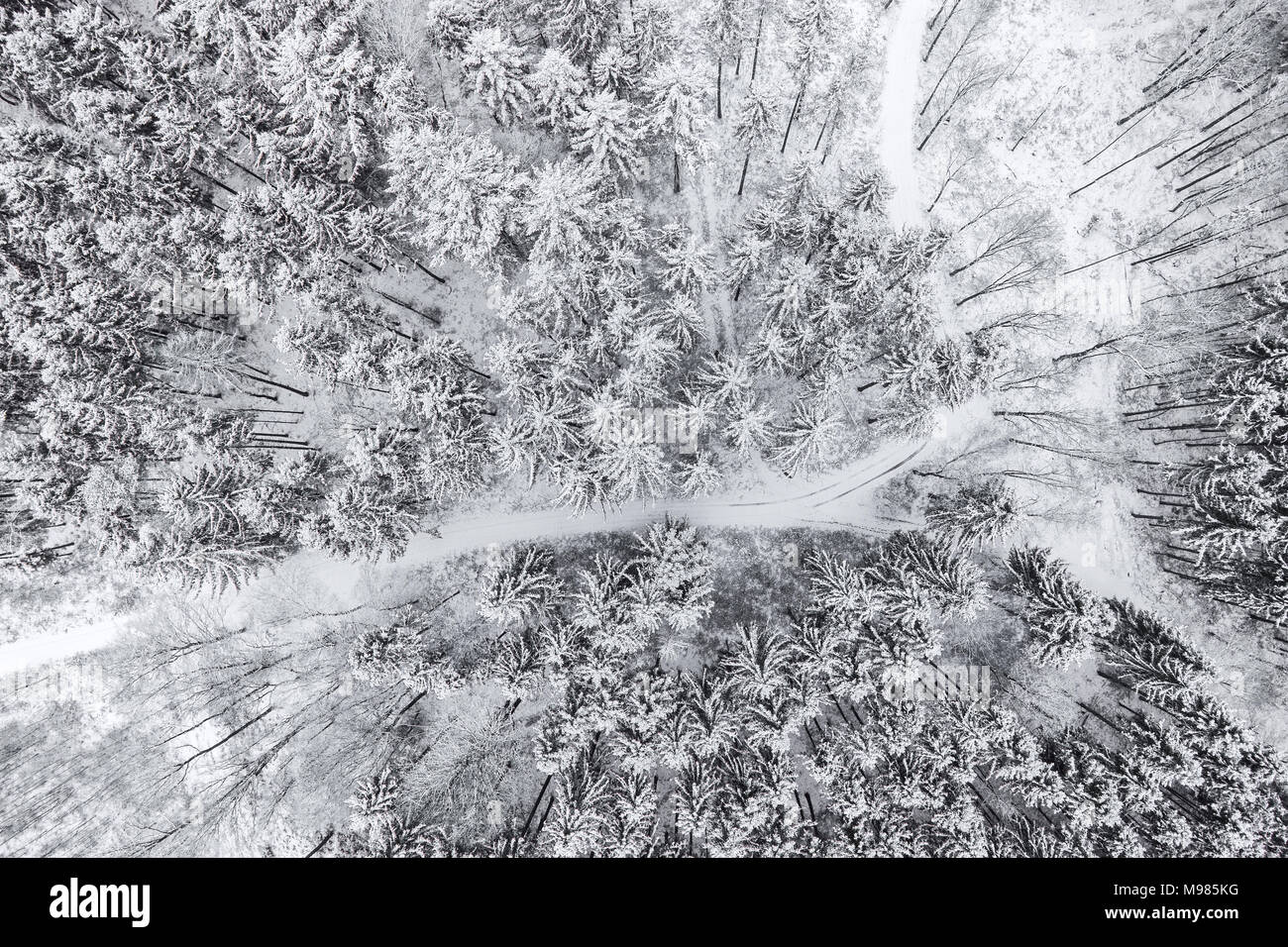 Germany, Bavaria, Conifers in winter from above Stock Photo