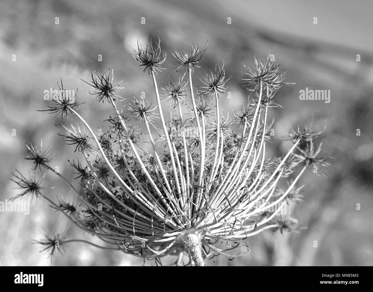 Wild flower seeds in black and white Stock Photo - Alamy