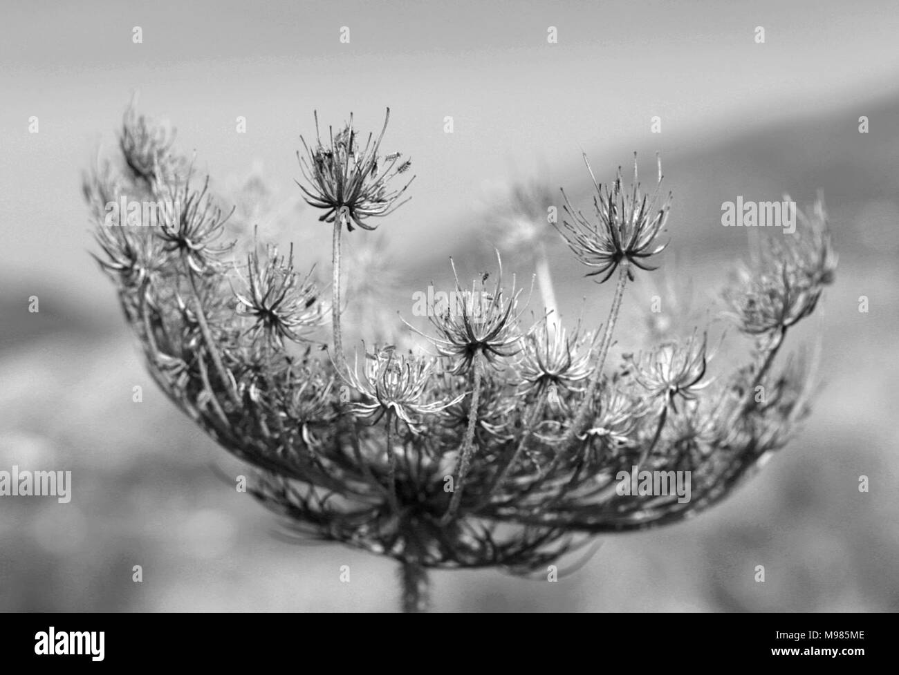 Wild flower seeds in black and white Stock Photo - Alamy