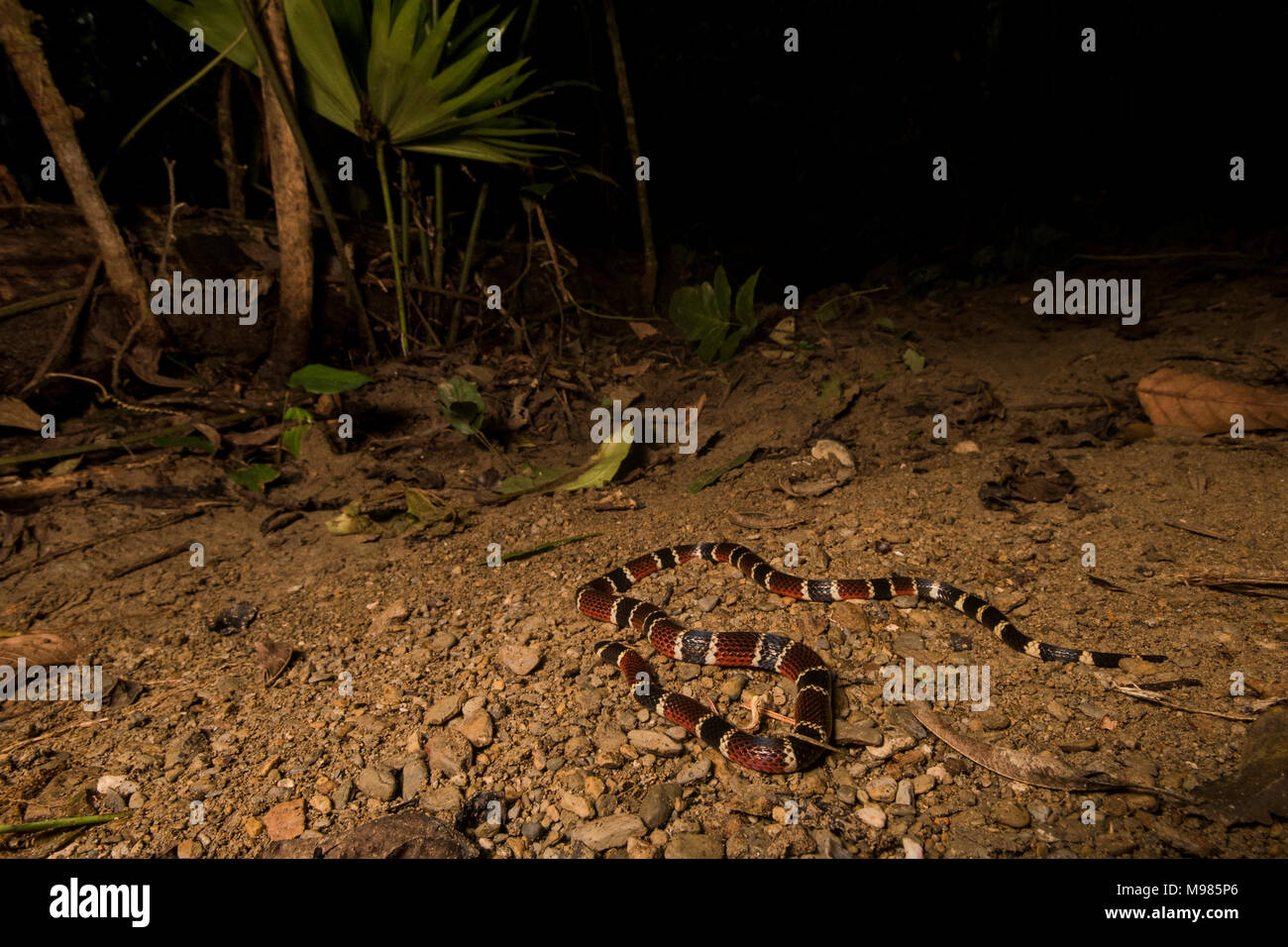 The Peruvian coral snake (Micrurus peruvianus) is a highly secretive but venomous inhabitant of the jungle. Stock Photo