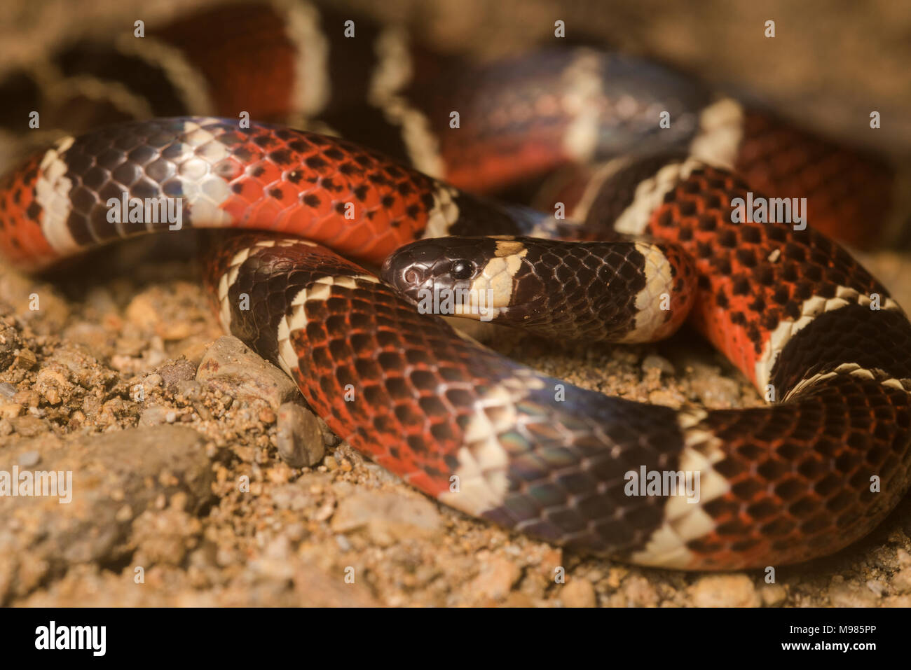 Asian pipe snakes hi-res stock photography and images - Alamy