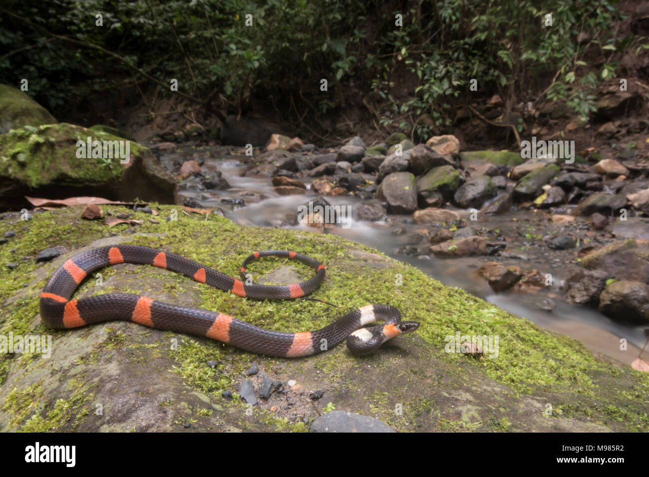 A false coral snake (Oxyrhopus petolarius) closely resembles the dangerous and venomous coral snakes but it is actually totally harmless. Stock Photo