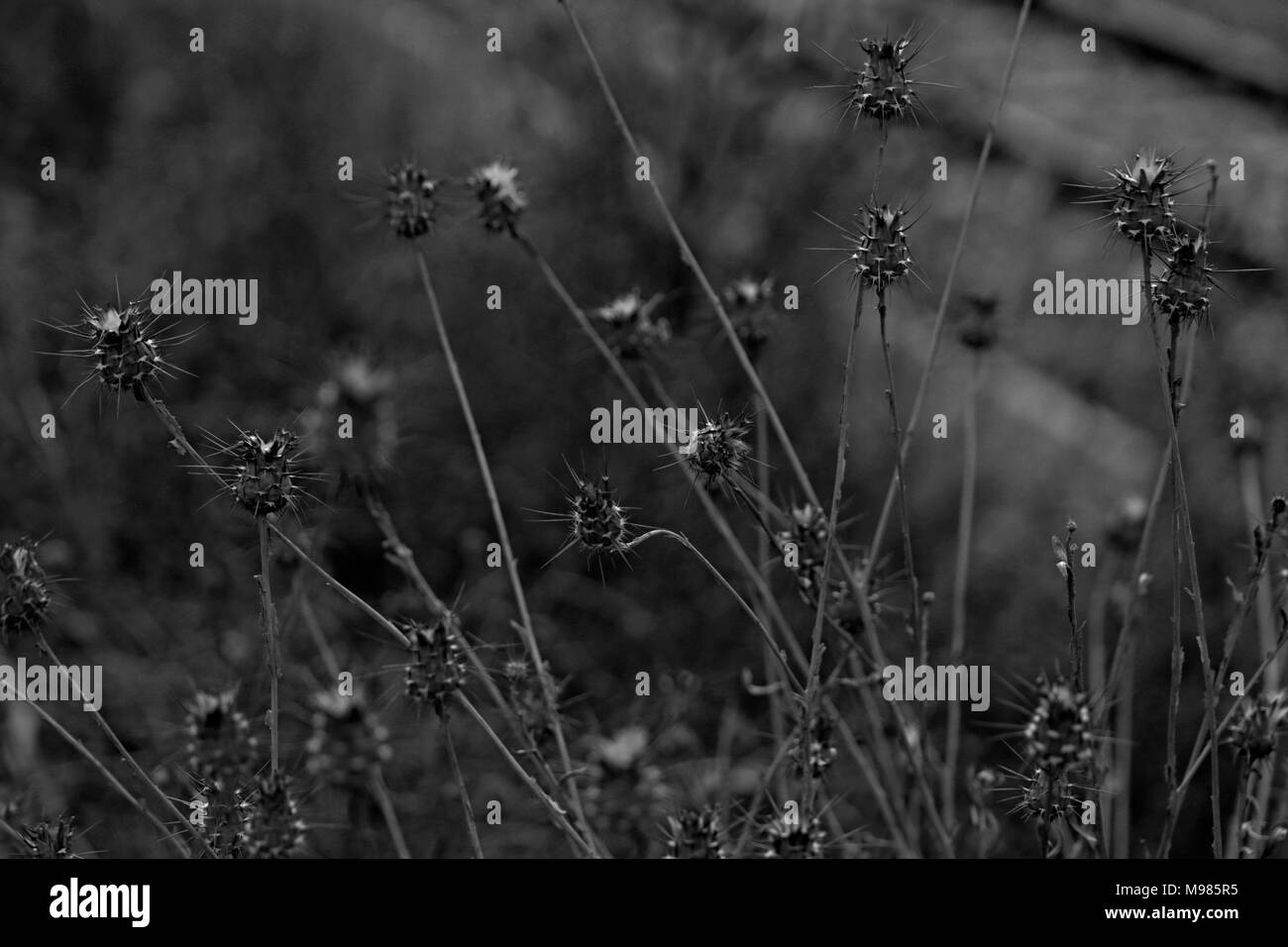 Wild flower seeds in black and white Stock Photo - Alamy