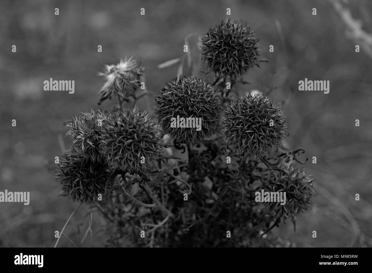 Wild flower seeds in black and white Stock Photo - Alamy