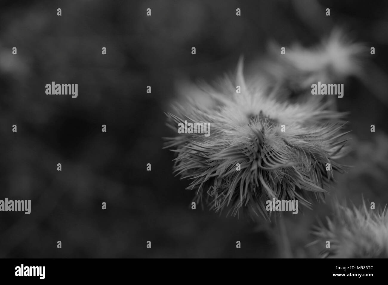 Wild flower seeds in black and white Stock Photo - Alamy