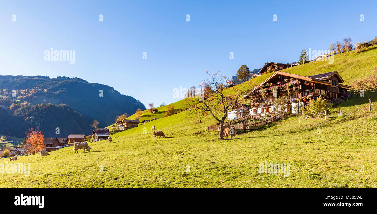 Schweiz, Kanton Bern, Berner Oberland, Grindelwald, Ferienort, Bauernhof, Bauernhaus, Kühe auf der Weide Stock Photo
