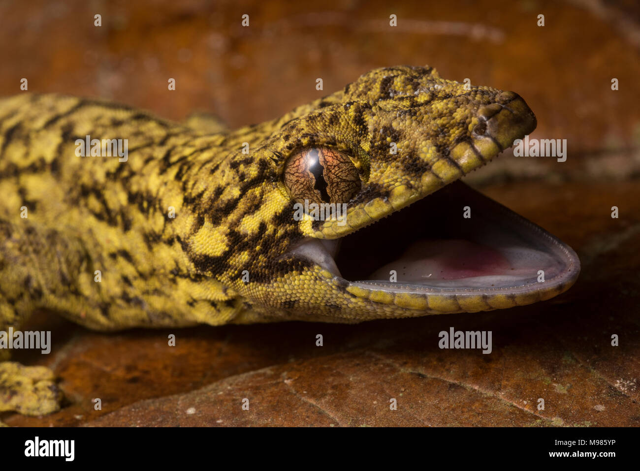 Southern turnip tailed gecko thecadactylus solimoensis hi-res stock