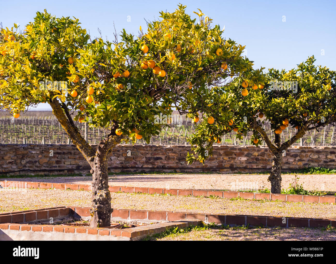 Small orange tree hires stock photography and images Alamy