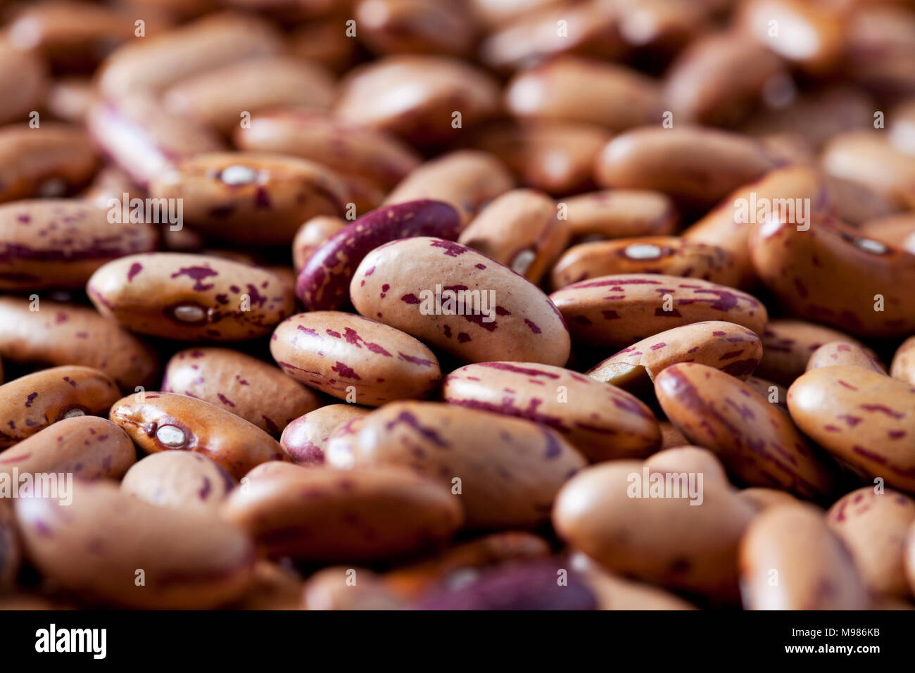Pinto Beans, close-up Stock Photo