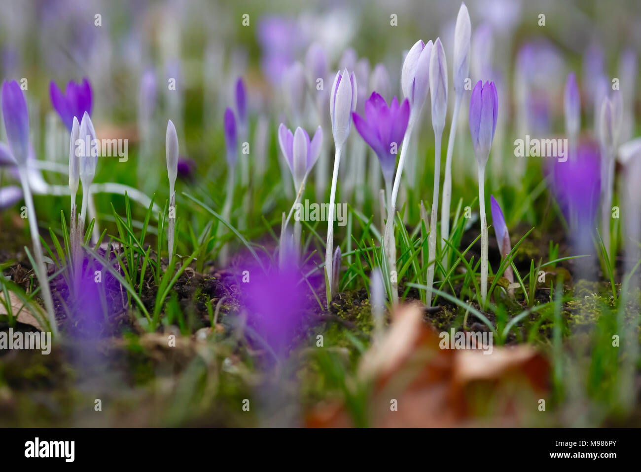 Herald of spring crocus hi-res stock photography and images - Alamy