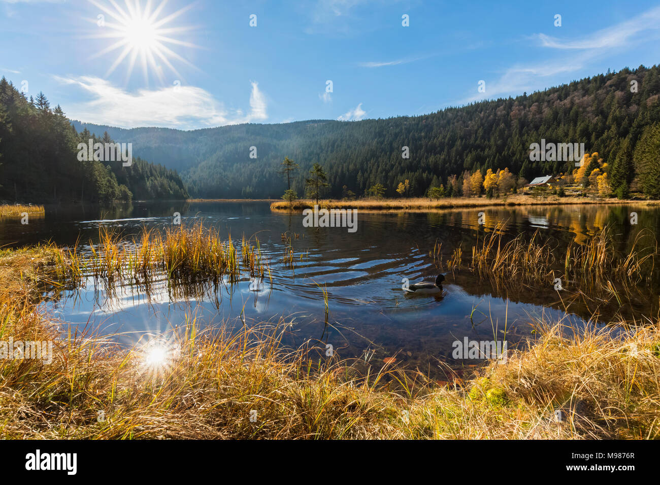 Germany, Bavaria, Lower Bavaria, Bavarian Forest, Kleiner Arbersee with floating islands Stock Photo