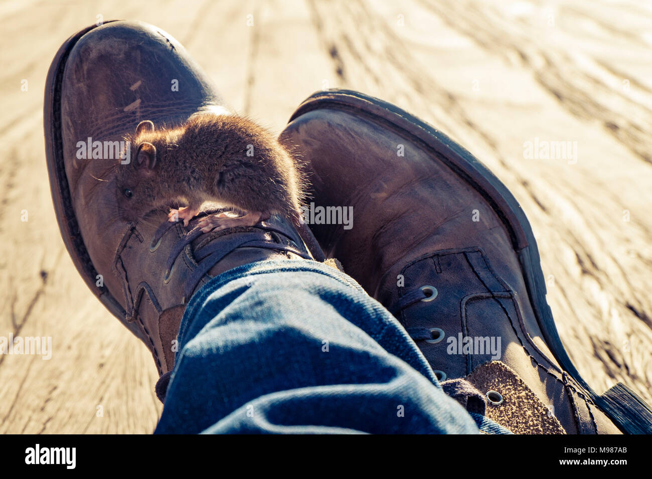 Mouse on shoe of a man sitting on ground Stock Photo