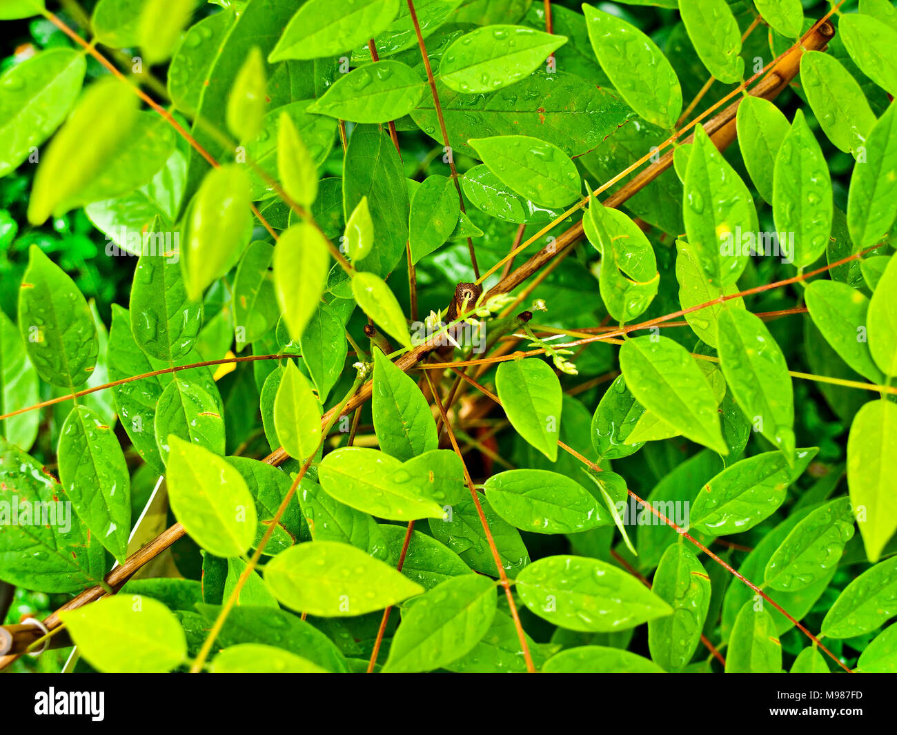 Tangle of leaves hi-res stock photography and images - Alamy