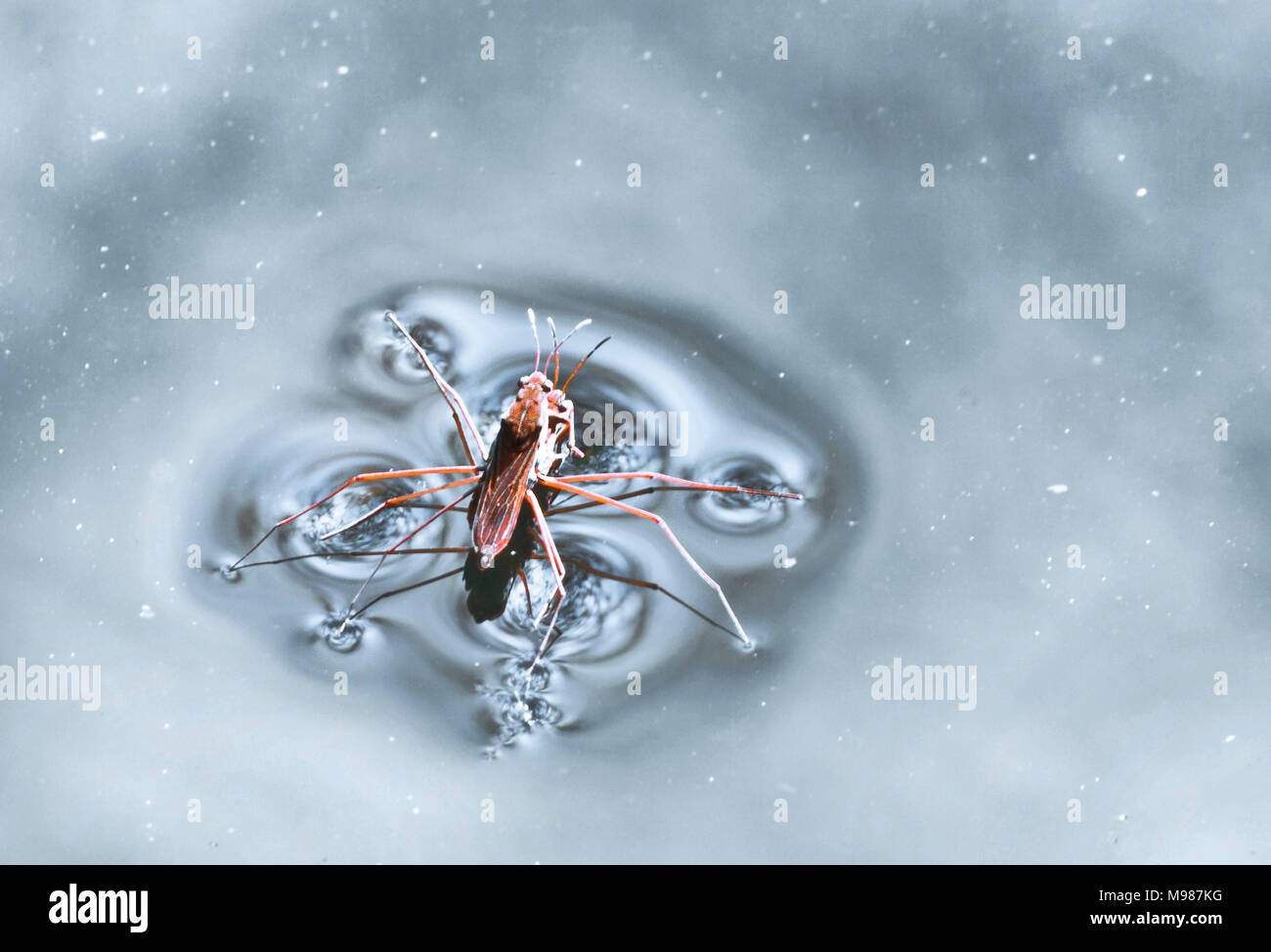 Pond skaters hi-res stock photography and images - Alamy