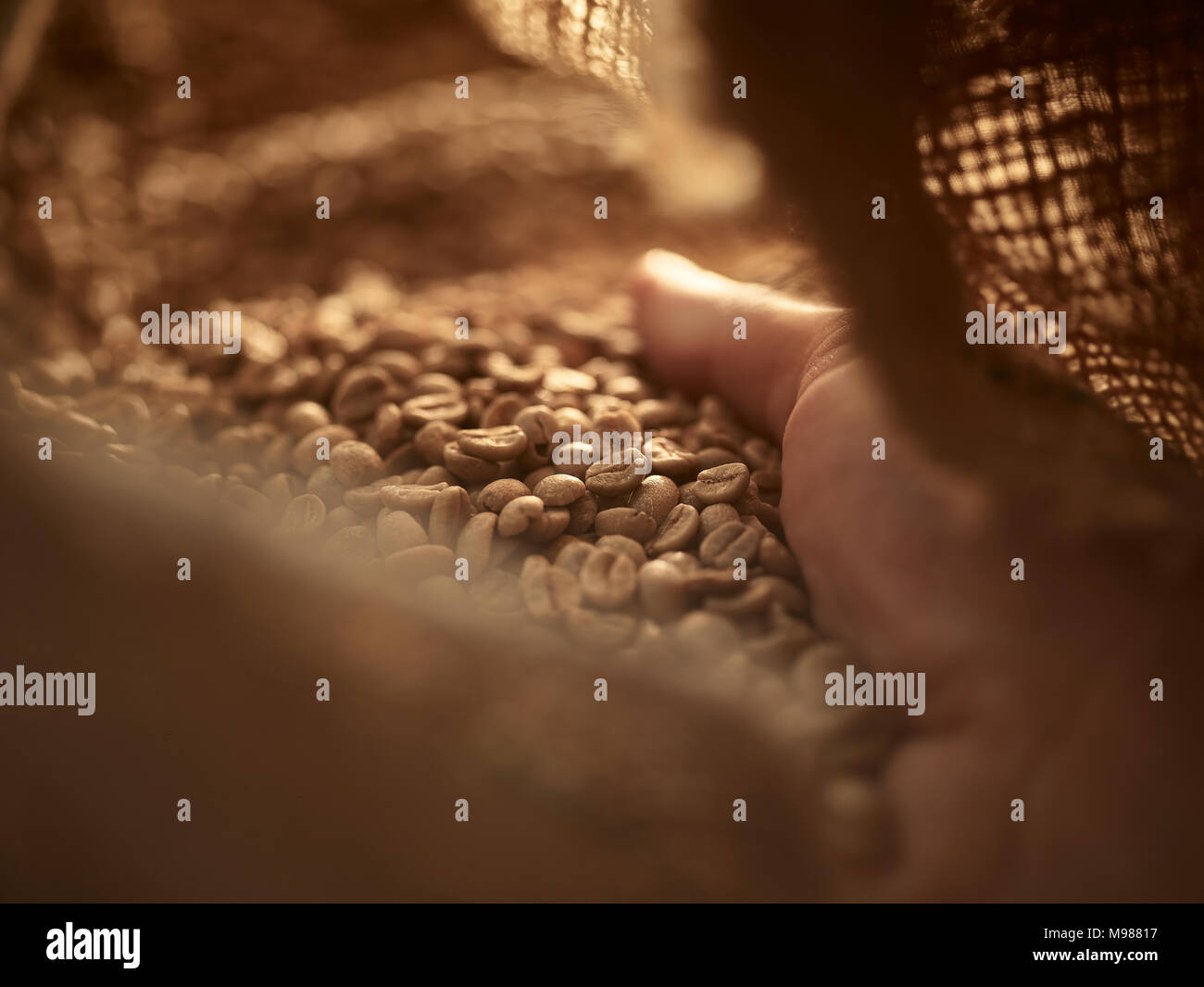 Man's hand checking green coffee in gunny bag, close-up Stock Photo