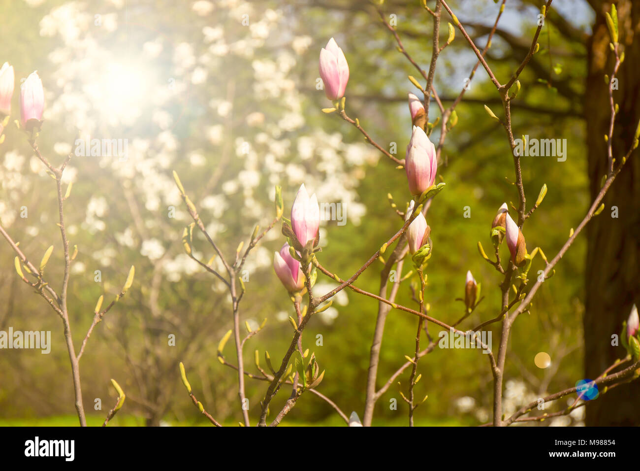 Magnolia tree with flower buds. Flowering in the spring Stock Photo - Alamy